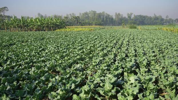 View of a lush vegetable field in Bogura Bangladesh.