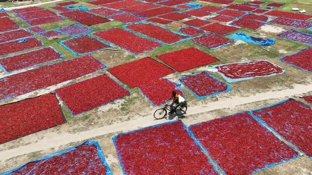 Aerial view of red chili peppers drying on tarps Bangladesh. Aerial view of red chili peppers drying on tarps Bangladesh.