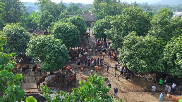 Aerial view of Animal Market Prambanan with cattle Indonesia. Aerial view of Animal Market Prambanan with cattle Indonesia.