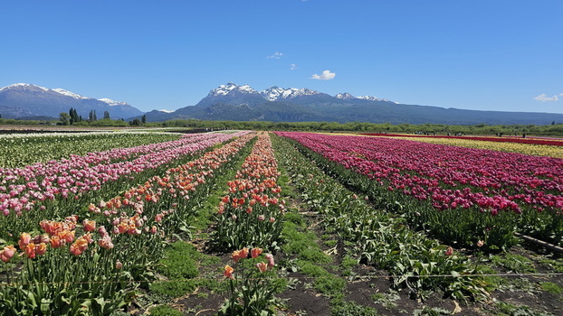 View of Campo de Tulipanes with vibrant rows of colorful tulips stretching towards snow capped mountains under a clear blue sky in Trevelin Chubut Province Argentina.