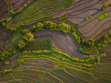 Aerial view of Kemetul rice terraces with lush green and brown fields banana trees and winding irrigation paths in Susukan Central Java Indonesia. Aerial view of Kemetul rice terraces with lush green and brown fields banana trees and winding irrigation paths in Susukan Central Java Indonesia.
