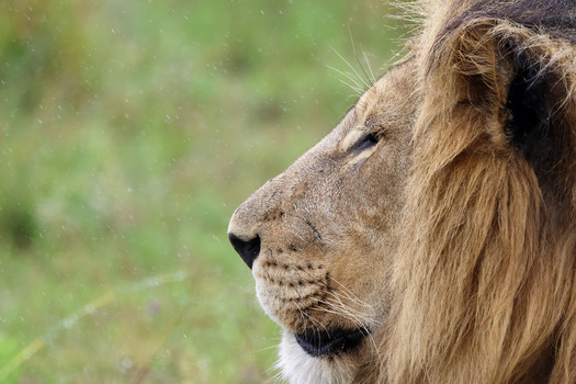 View of a majestic male lion in profile with a thick mane against a soft green background in the rain Waterberg District Municipality Limpopo South Africa. View of a majestic male lion in profile with a thick mane against a soft green background in the rain Waterberg District Municipality Limpopo South Africa.