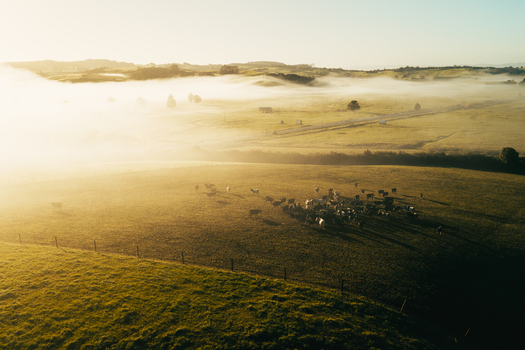 Aerial view of a herd of cows grazing in a misty pasture at sunrise with golden light illuminating the rolling hills of Karikari Peninsula Northland Region New Zealand.