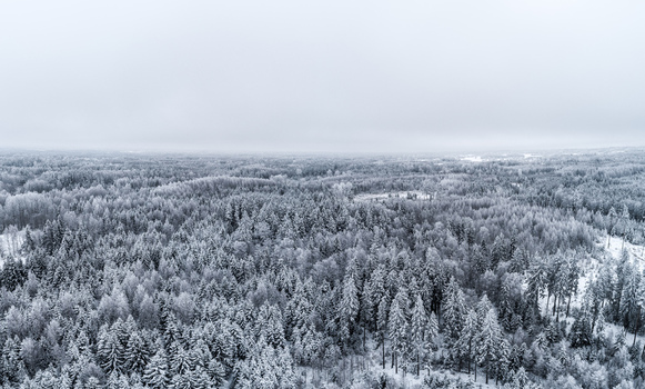 Aerial view of a vast snow covered coniferous forest stretching to the horizon under a soft overcast winter sky in Latvia. Aerial view of a vast snow covered coniferous forest stretching to the horizon under a soft overcast winter sky in Latvia.