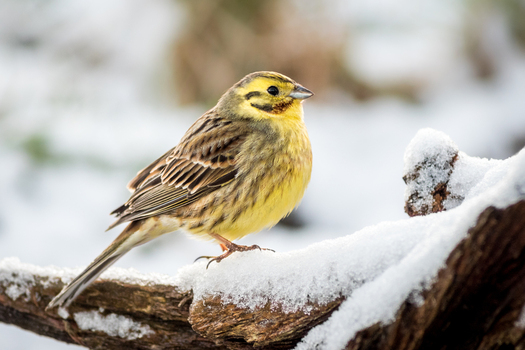 View of a yellowhammer bird perched on a snow covered branch in winter in Debrzno Pomeranian Voivodeship Poland. View of a yellowhammer bird perched on a snow covered branch in winter in Debrzno Pomeranian Voivodeship Poland.