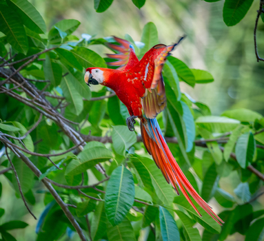 View of a Scarlet Macaw in flight with vibrant red yellow and blue plumage amidst lush green foliage in Puerto Jimenez Puntarenas Province Costa Rica.