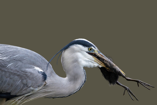 View of a grey heron holding a small mammal in its beak against a neutral background in Selestat Grand Est France.