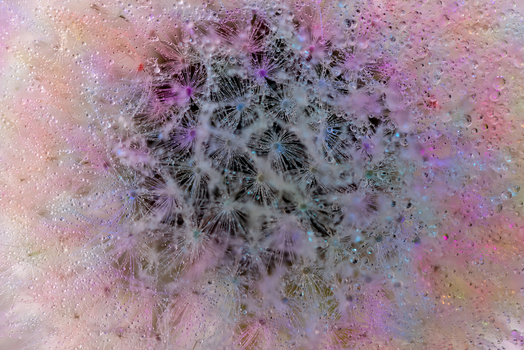 View of a dandelion seed head covered in delicate water droplets with soft pink and purple lighting in Wittenheim Grand Est France.