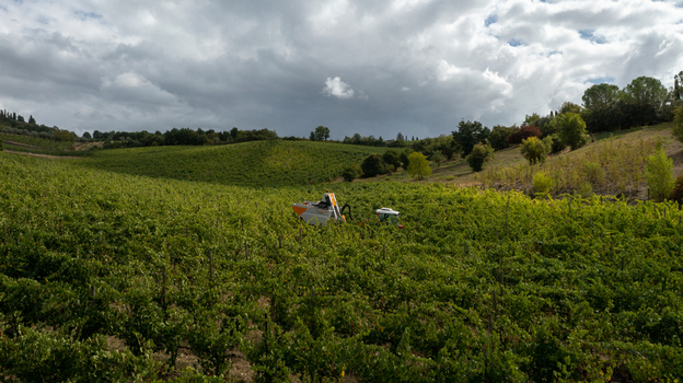 Aerial view of a mechanical grape harvester working in a lush vineyard under a dramatic cloudy sky Greve in Chianti Tuscany Italy. Aerial view of a mechanical grape harvester working in a lush vineyard under a dramatic cloudy sky Greve in Chianti Tuscany Italy.