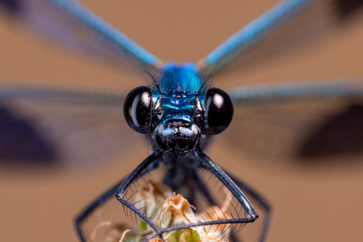 View of a blue damselfly with large black compound eyes and iridescent body resting on a plant in Wittenheim Grand Est France.