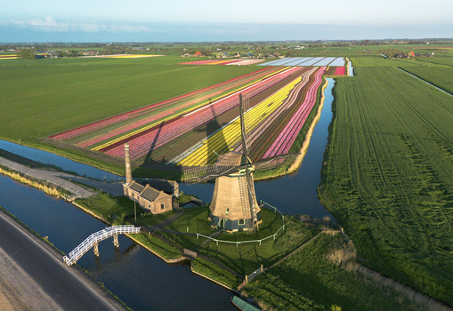 Aerial view of a vintage windmill amidst vibrant multicolored tulip fields bordered by serene canals reflecting the clear sky Opmeer Noord Holland Netherlands.