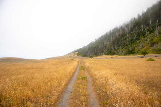 View of a dirt trail winding through golden dry grass fields toward a misty evergreen forest on the Lost Coast Humboldt County California United States.