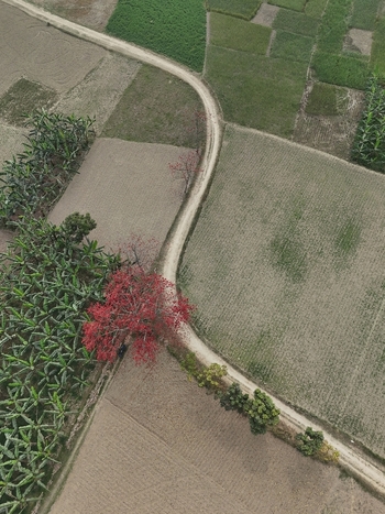 Aerial view of a winding dirt path cutting through agricultural fields banana plantations and a vibrant red flowering tree in Kushtia District Khulna Division Bangladesh. Aerial view of a winding dirt path cutting through agricultural fields banana plantations and a vibrant red flowering tree in Kushtia District Khulna Division Bangladesh.