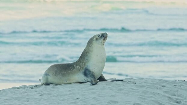 View of a sea lion on a sandy beach New Zealand. View of a sea lion on a sandy beach New Zealand.