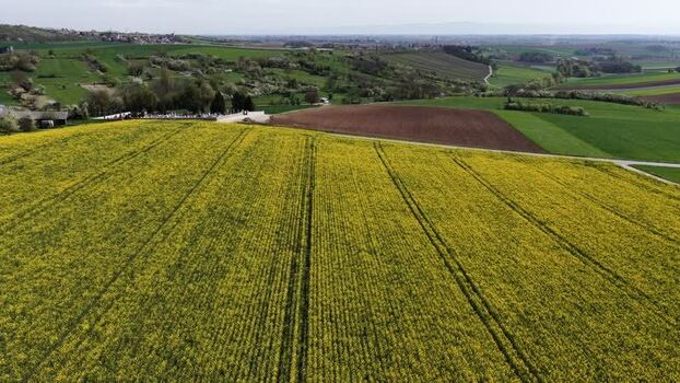 Aerial view of yellow field in Wintzenheim France.