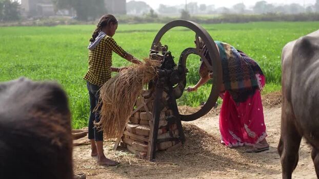 View of women operating a manual chaff cutter in a field India.