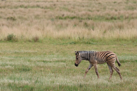 View of a solitary young zebra with striking black and white stripes walking through a vast grassland with vibrant green and golden hues Kruger Park South Africa. View of a solitary young zebra with striking black and white stripes walking through a vast grassland with vibrant green and golden hues Kruger Park South Africa.
