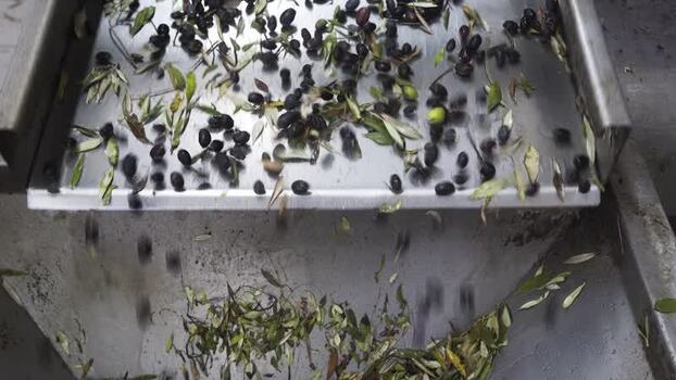 View of olives and leaves falling from a sorting machine Greece.
