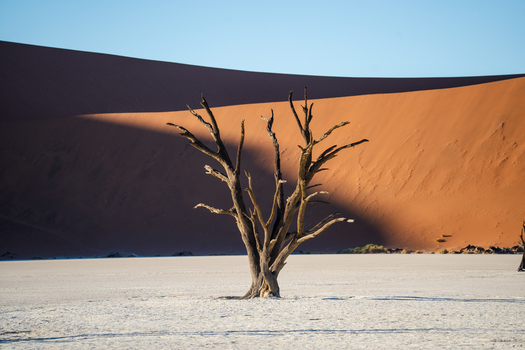 View of a stark skeletal tree rising from the cracked earth against a backdrop of towering sun drenched dunes casting long shadows Sossusvlei Hardap Region Namibia. View of a stark skeletal tree rising from the cracked earth against a backdrop of towering sun drenched dunes casting long shadows Sossusvlei Hardap Region Namibia.
