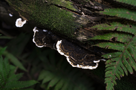 View of bracket fungi growing on a mossy log surrounded by lush green ferns in a tropical forest in Moorea Maiao Windward Islands French Polynesia.