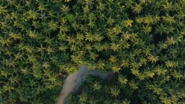 Aerial view of lush palm tree canopy Maldives. Aerial view of lush palm tree canopy Maldives.
