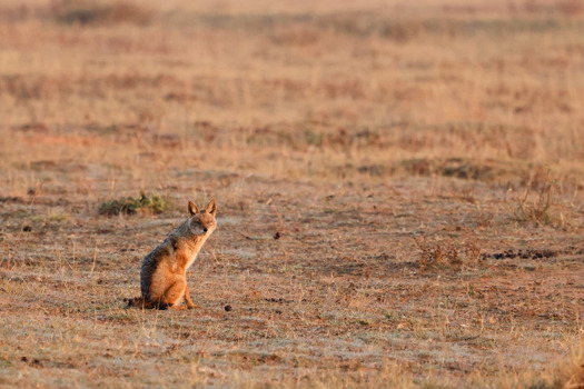 View of a black backed jackal sitting in the dry savanna grass of Welgevonden Game Reserve during golden hour Waterberg District Municipality Limpopo South Africa.