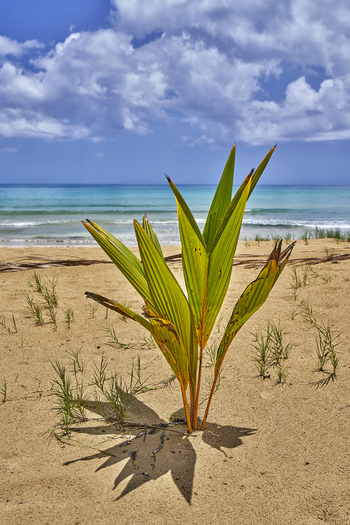 View of a small palm plant growing on the sandy beach with the turquoise ocean and blue sky in the background in Santo Domingo Distrito Nacional Dominican Republic. View of a small palm plant growing on the sandy beach with the turquoise ocean and blue sky in the background in Santo Domingo Distrito Nacional Dominican Republic.