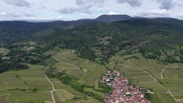 Aerial view of Ribeauville village and vineyards France. Aerial view of Ribeauville village and vineyards France.