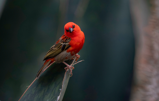 View of a vibrant red bird perched on a green leaf at the Edwin B. Forsythe National Wildlife Refuge in Galloway New Jersey United States. View of a vibrant red bird perched on a green leaf at the Edwin B. Forsythe National Wildlife Refuge in Galloway New Jersey United States.