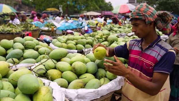 View of a man inspecting mangoes at a busy market Bangladesh.