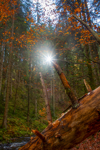 View of sunlight shining through autumn trees and a fallen log in the Ravennaschlucht gorge Breitnau Baden Wurttemberg Germany. View of sunlight shining through autumn trees and a fallen log in the Ravennaschlucht gorge Breitnau Baden Wurttemberg Germany.