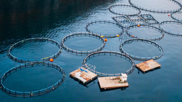Aerial view of a fish farm with circular aquaculture cages floating on the calm sea surface in Epidavros Greece.