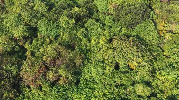 Aerial view of lush tropical forest canopy in Maldives.