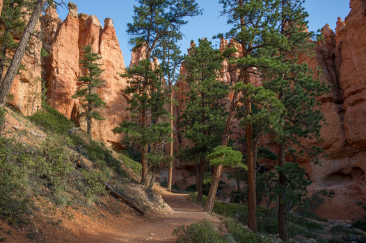 View of Bryce Canyon National Park featuring towering orange hoodoos pine trees and a dirt hiking trail under a clear blue sky in Utah United States.