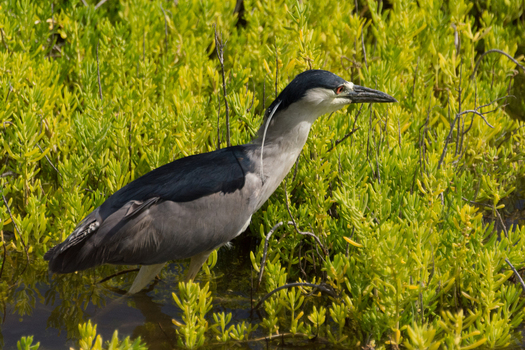 View of a Black crowned Night Heron standing in shallow water among vibrant green marsh vegetation in Maui County Hawaii United States.
