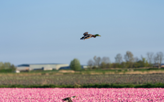 View of a mallard duck flying over a vibrant pink tulip field under a clear blue sky in Ursem North Holland Netherlands. View of a mallard duck flying over a vibrant pink tulip field under a clear blue sky in Ursem North Holland Netherlands.