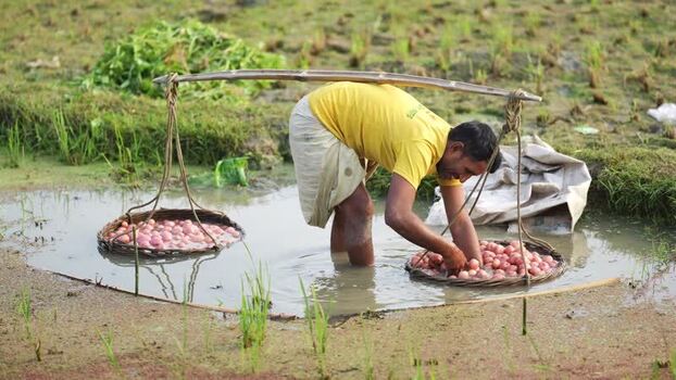 View of a man washing vegetables in a field in Bogura Bangladesh. View of a man washing vegetables in a field in Bogura Bangladesh.