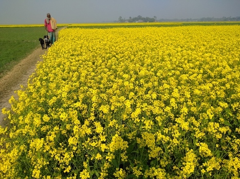 Kushtia Khulna Division Bangladesh 13 January 2020 View of a man walking with two dogs along a dirt path beside a vibrant field of yellow mustard flowers. Kushtia Khulna Division Bangladesh 13 January 2020 View of a man walking with two dogs along a dirt path beside a vibrant field of yellow mustard flowers.