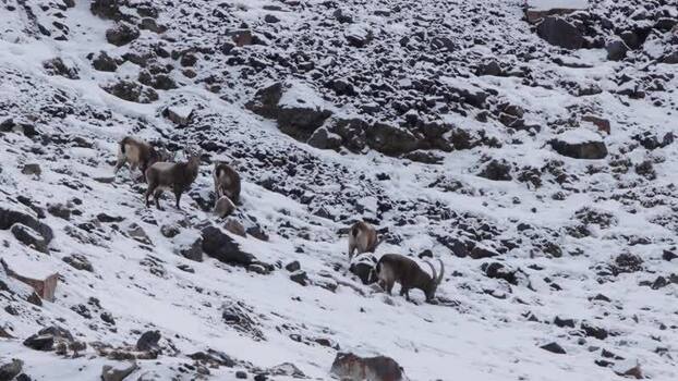 View of wild goats in Khunjerab National Park Pakistan. View of wild goats in Khunjerab National Park Pakistan.
