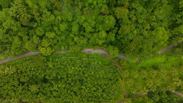 Aerial view of a red car driving along a winding road through a dense tropical forest with lush green trees and palm plantations in Honnavar Karnataka India.