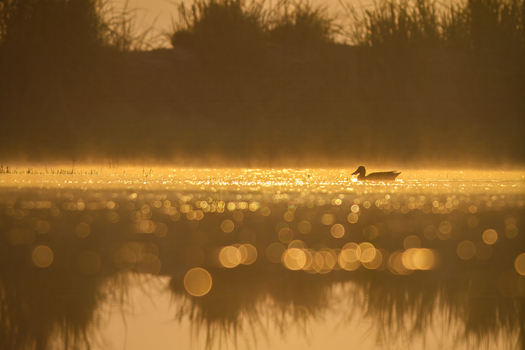 View of a northern shoveler swimming in a misty pond during golden hour in Kamoke Punjab Pakistan. View of a northern shoveler swimming in a misty pond during golden hour in Kamoke Punjab Pakistan.