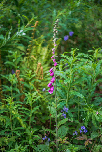 View of a vibrant purple foxglove flower blooming amidst lush green ferns and foliage in a garden in Looe Cornwall United Kingdom. View of a vibrant purple foxglove flower blooming amidst lush green ferns and foliage in a garden in Looe Cornwall United Kingdom.