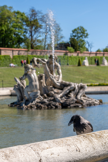 View of the ornate fountain at Belvedere Palace with a crow perched in the foreground and lush green gardens under a clear blue sky in Vienna Austria. View of the ornate fountain at Belvedere Palace with a crow perched in the foreground and lush green gardens under a clear blue sky in Vienna Austria.