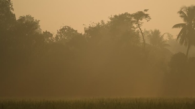 View of misty trees and palm silhouettes at dawn Bangladesh. View of misty trees and palm silhouettes at dawn Bangladesh.