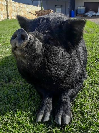 View of a black pig resting on green grass in a rural setting in Hoeko Western Cape South Africa.