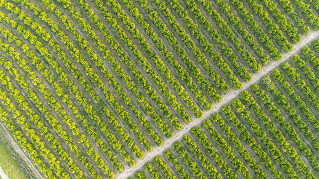Aerial view of lush green orchard rows with a diagonal dirt path under bright daylight in Coria del Rio Andalusia Spain. Aerial view of lush green orchard rows with a diagonal dirt path under bright daylight in Coria del Rio Andalusia Spain.