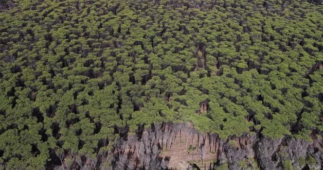 Aerial view of a dense pine forest in Capaccio Italy.