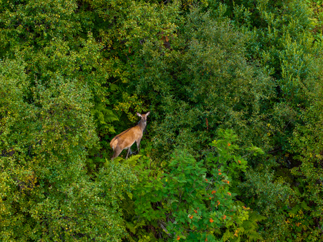 Aerial view of a deer standing in a lush green forest with dense foliage and trees in Valldal More og Romsdal Norway.