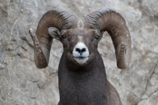 View of a bighorn sheep with large curved horns standing in front of a rocky cliff face in Yellowstone National Park United States. View of a bighorn sheep with large curved horns standing in front of a rocky cliff face in Yellowstone National Park United States.