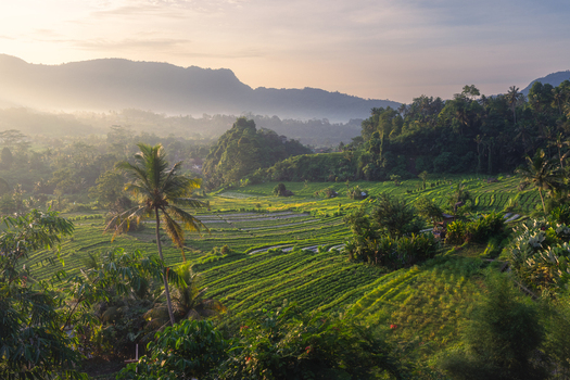Aerial view of the lush Sidemen rice terraces surrounded by palm trees and misty mountains during a soft morning sunrise in Sidemen Bali Indonesia. Aerial view of the lush Sidemen rice terraces surrounded by palm trees and misty mountains during a soft morning sunrise in Sidemen Bali Indonesia.